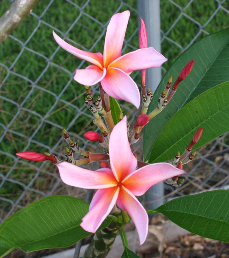 Dean Conklin plumeria photo