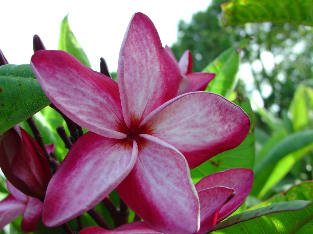 Nirvana plumeria photo
