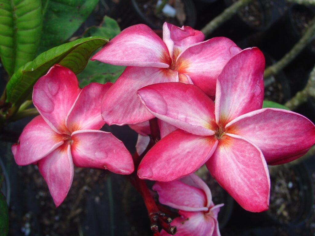 Nirvana plumeria photo