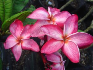 Nirvana plumeria photo