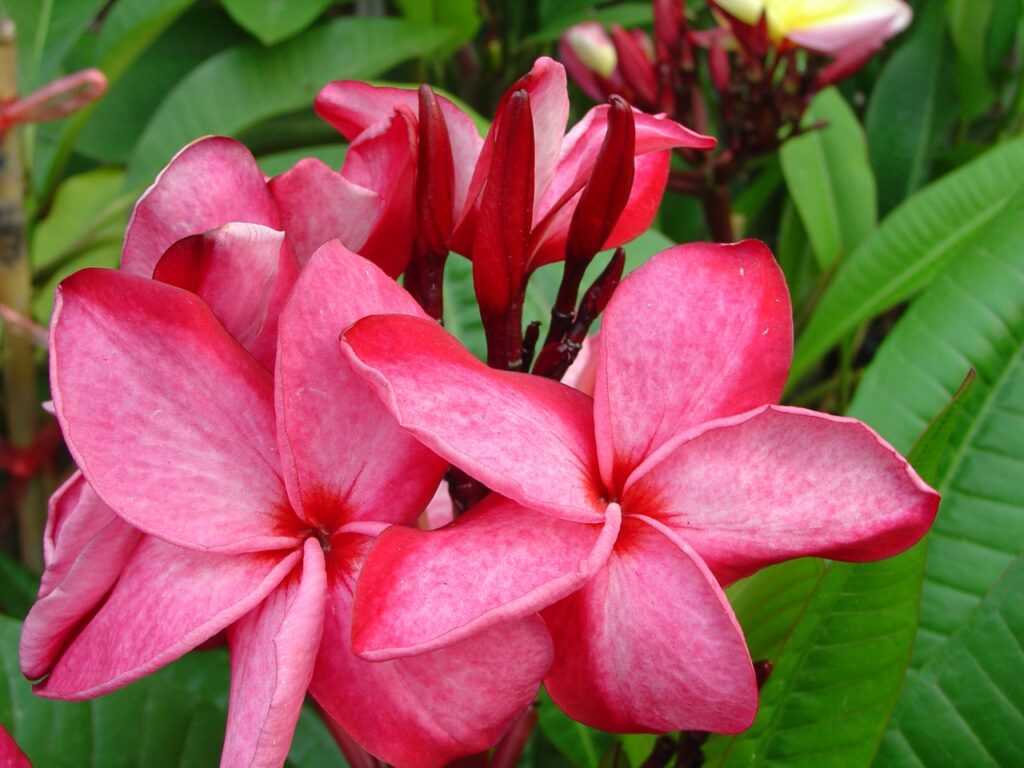 Nirvana plumeria photo