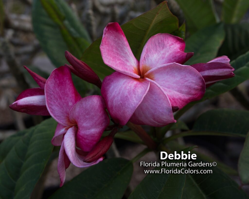 Nirvana plumeria photo