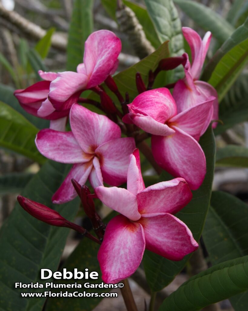 Nirvana plumeria photo