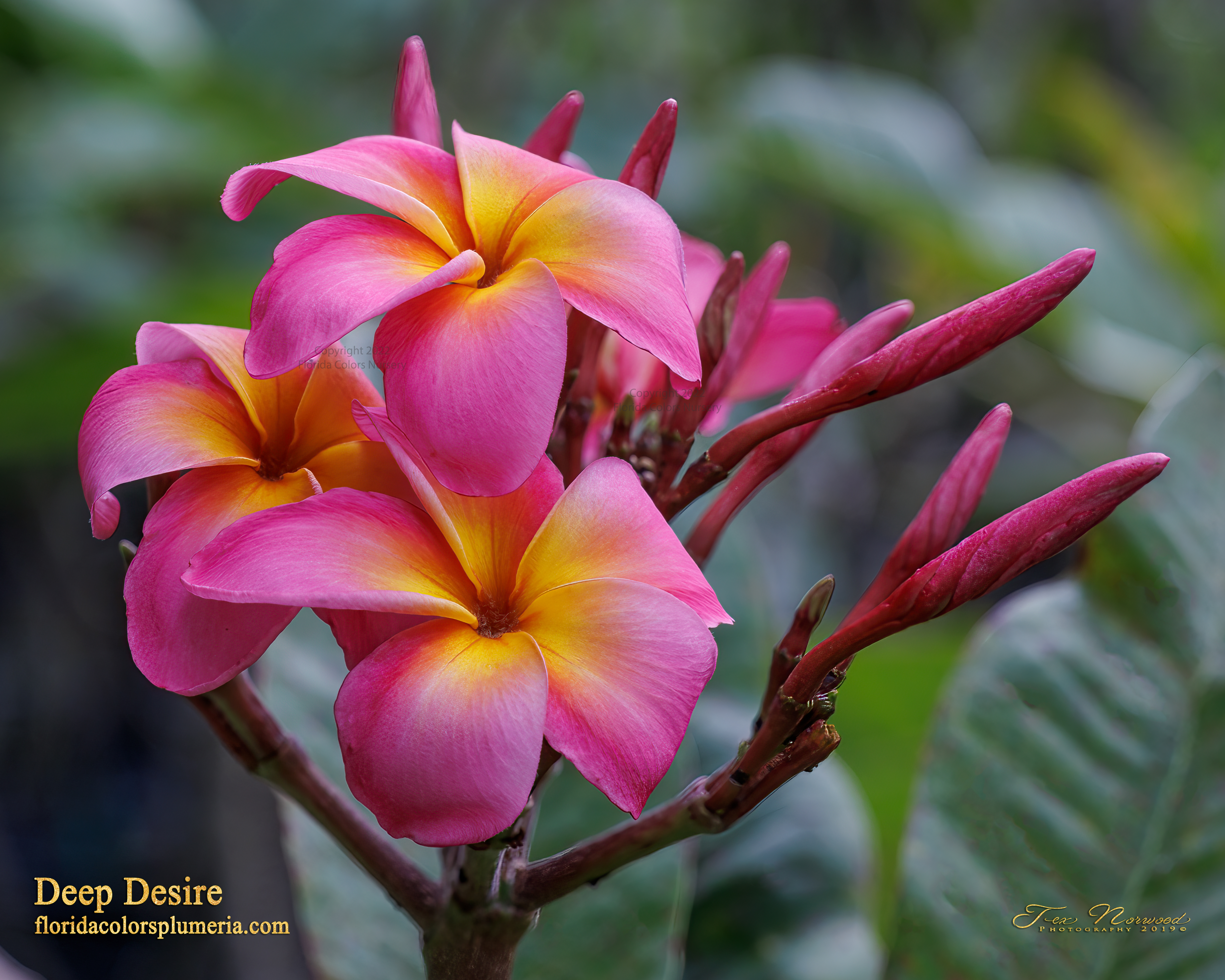 Kukiat Collection representative Deep Desire flower