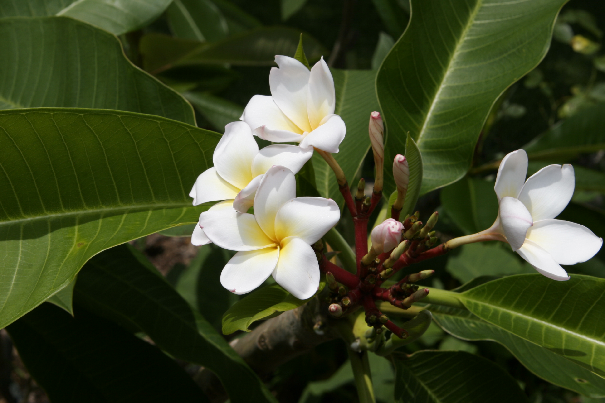 Delfel plumeria photo