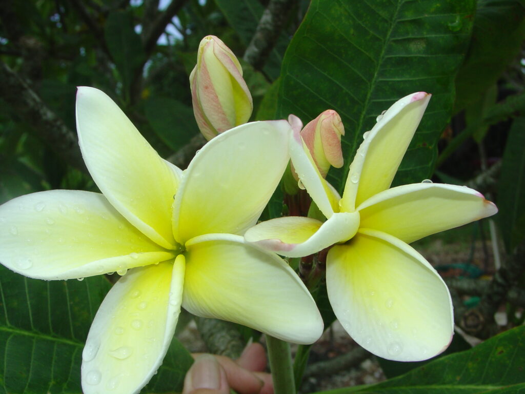 Della Herron plumeria photo