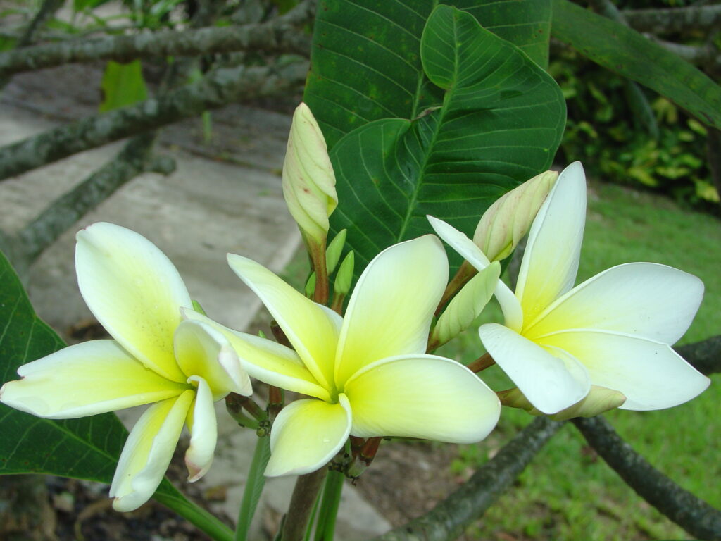 Della Herron plumeria photo