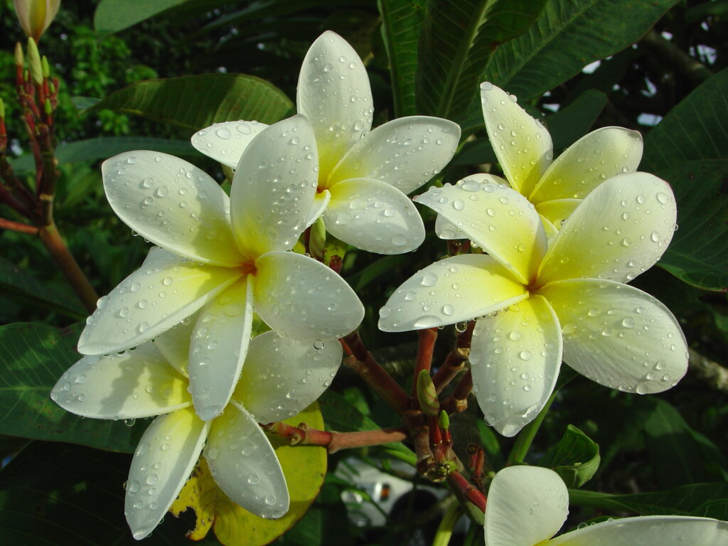 Della Herron plumeria photo