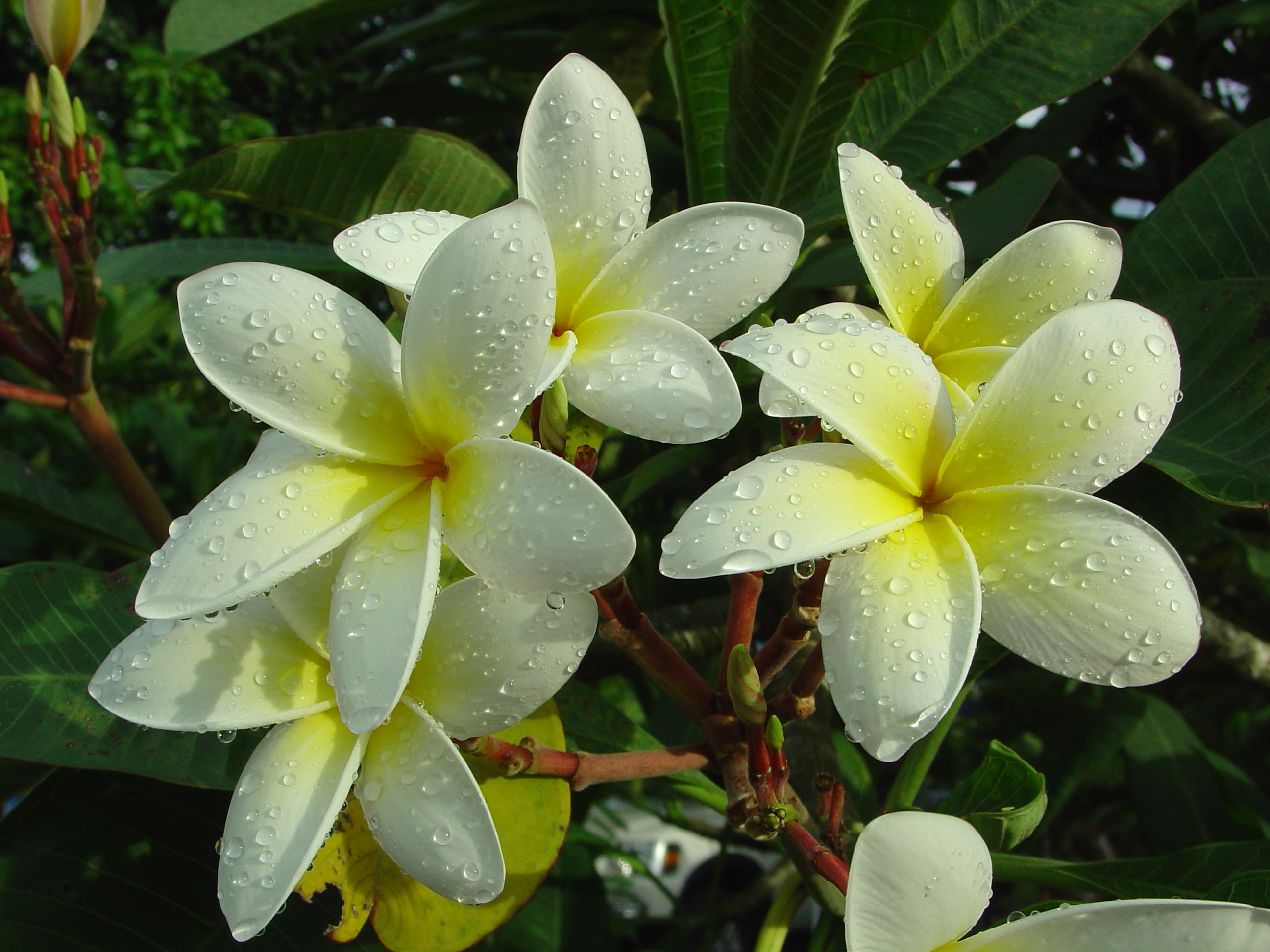 Della Herron plumeria photo