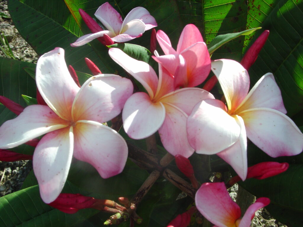 Desdemona plumeria photo