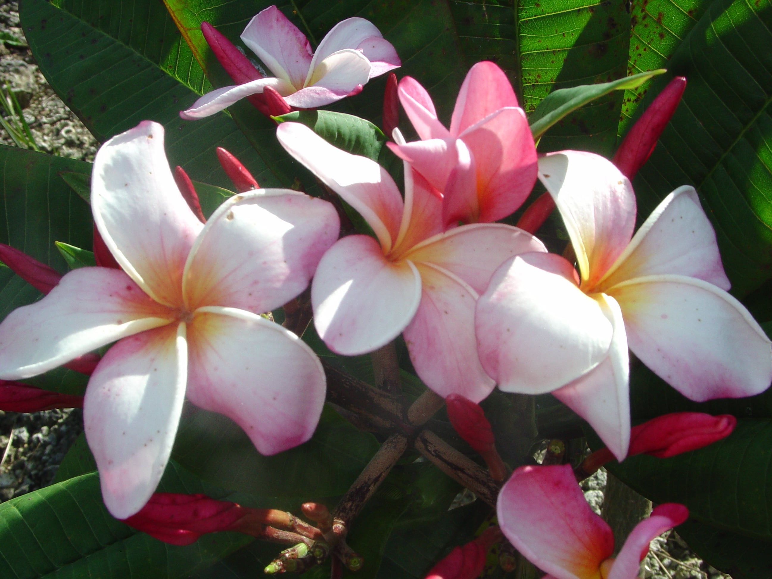 Desdemona plumeria photo