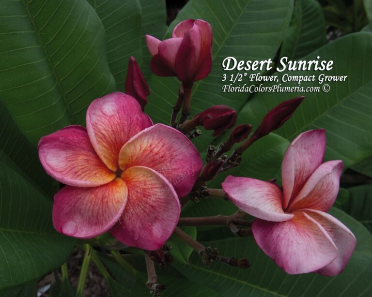 Desert Sunrise - J71 plumeria photo