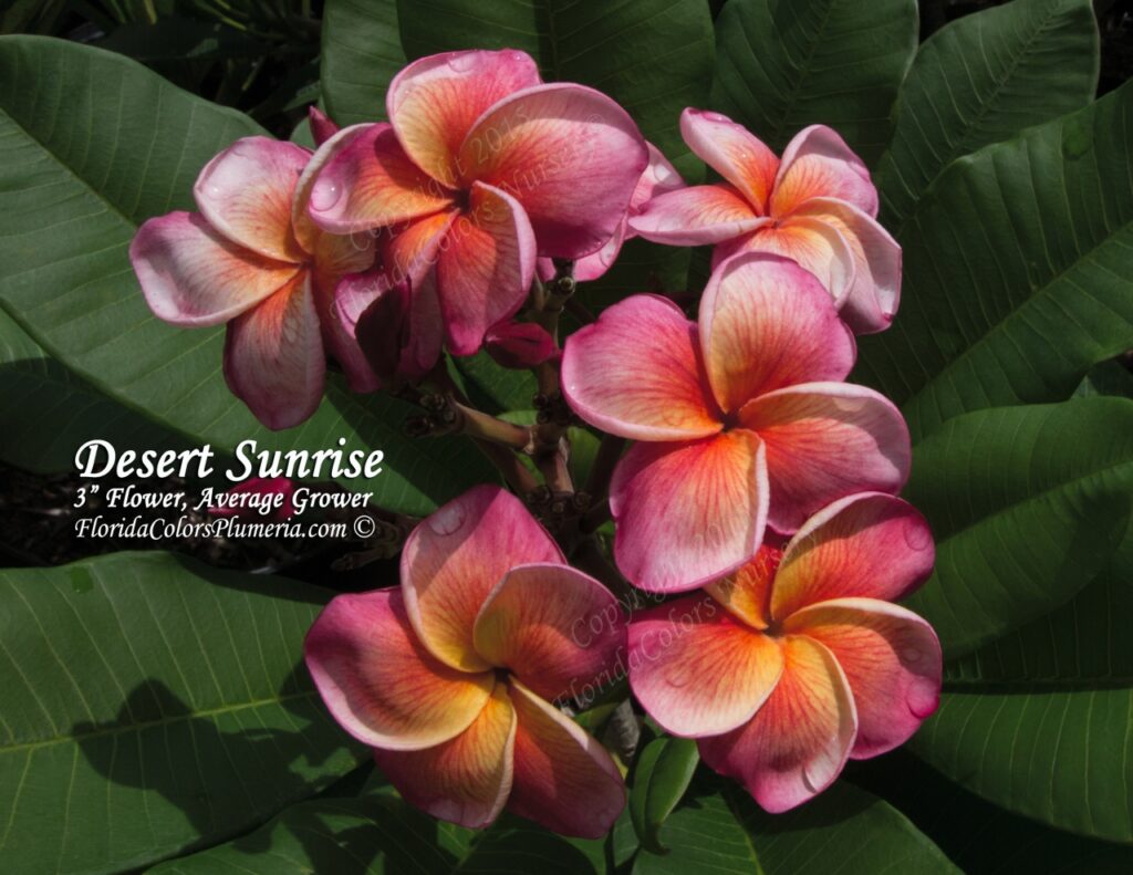 Desert Sunrise – J71 plumeria photo
