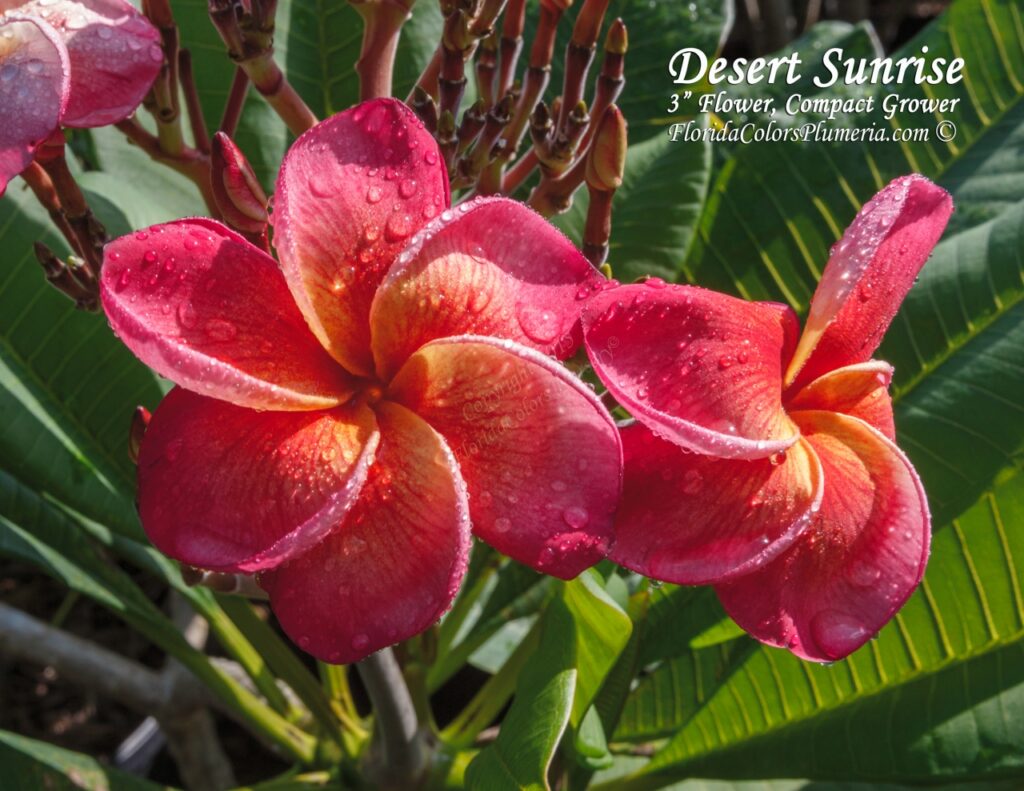 Desert Sunrise – J71 plumeria photo
