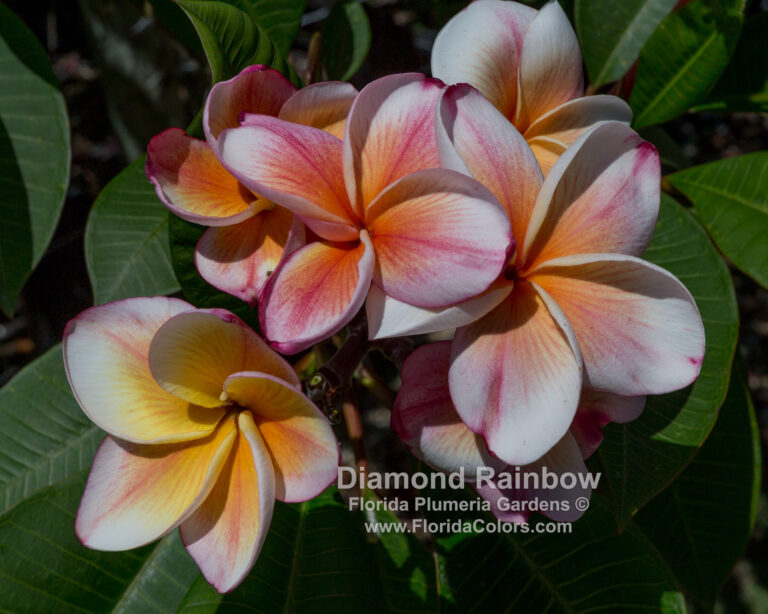 Sherbert Town plumeria flower