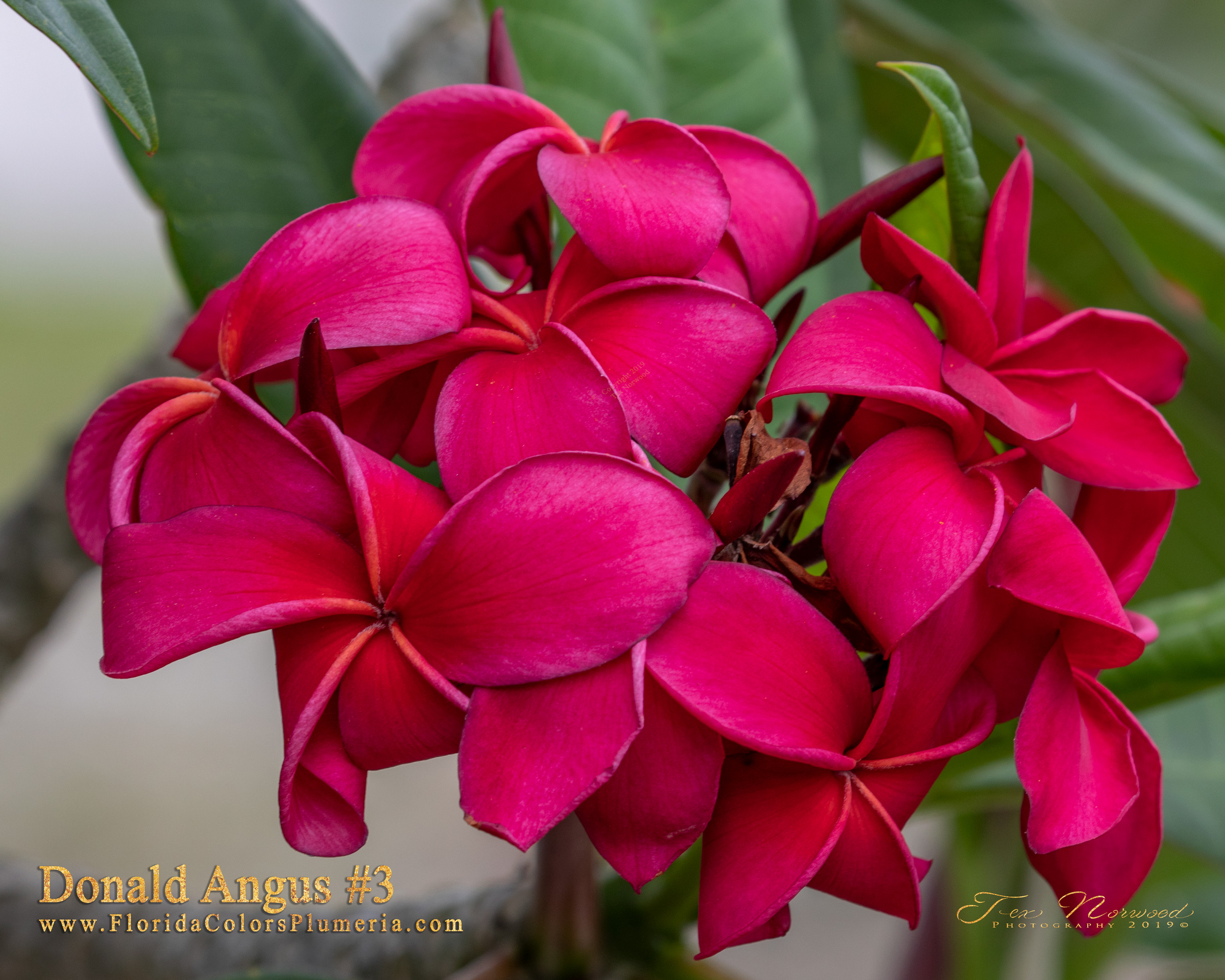 Donald Angus #3 plumeria photo
