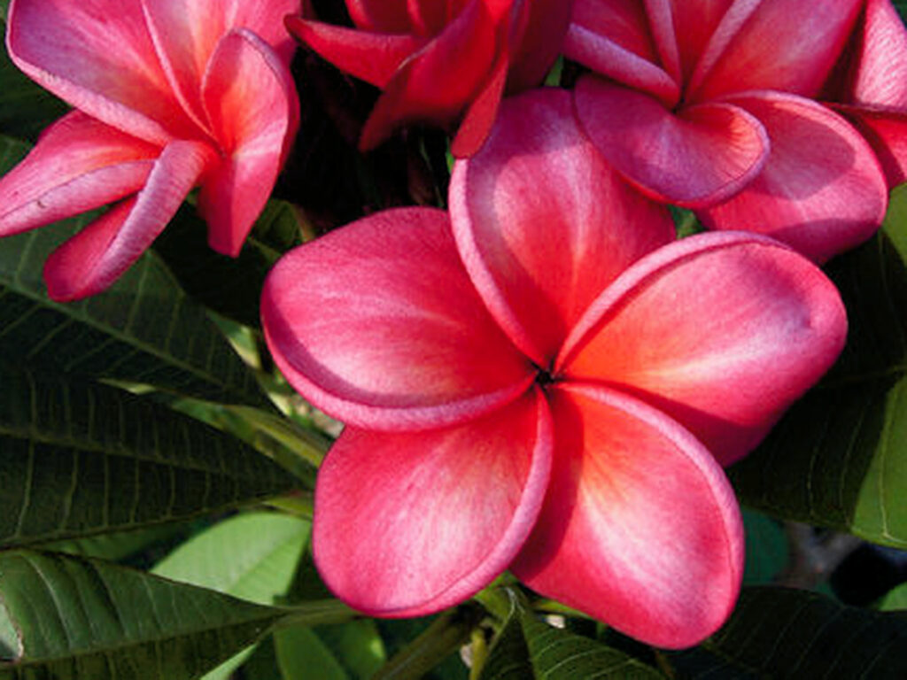 Donald Angus plumeria photo