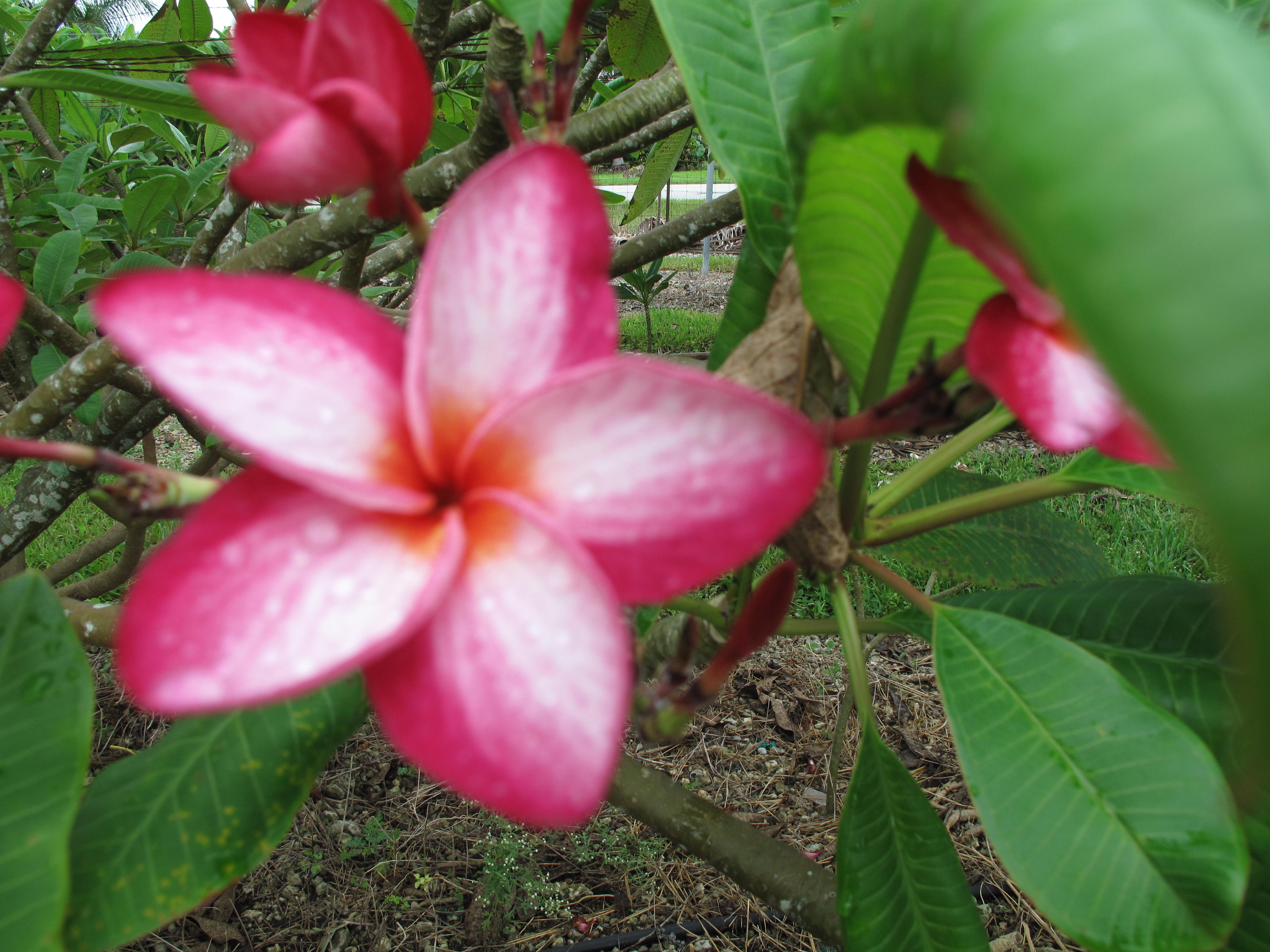 Donna S plumeria photo