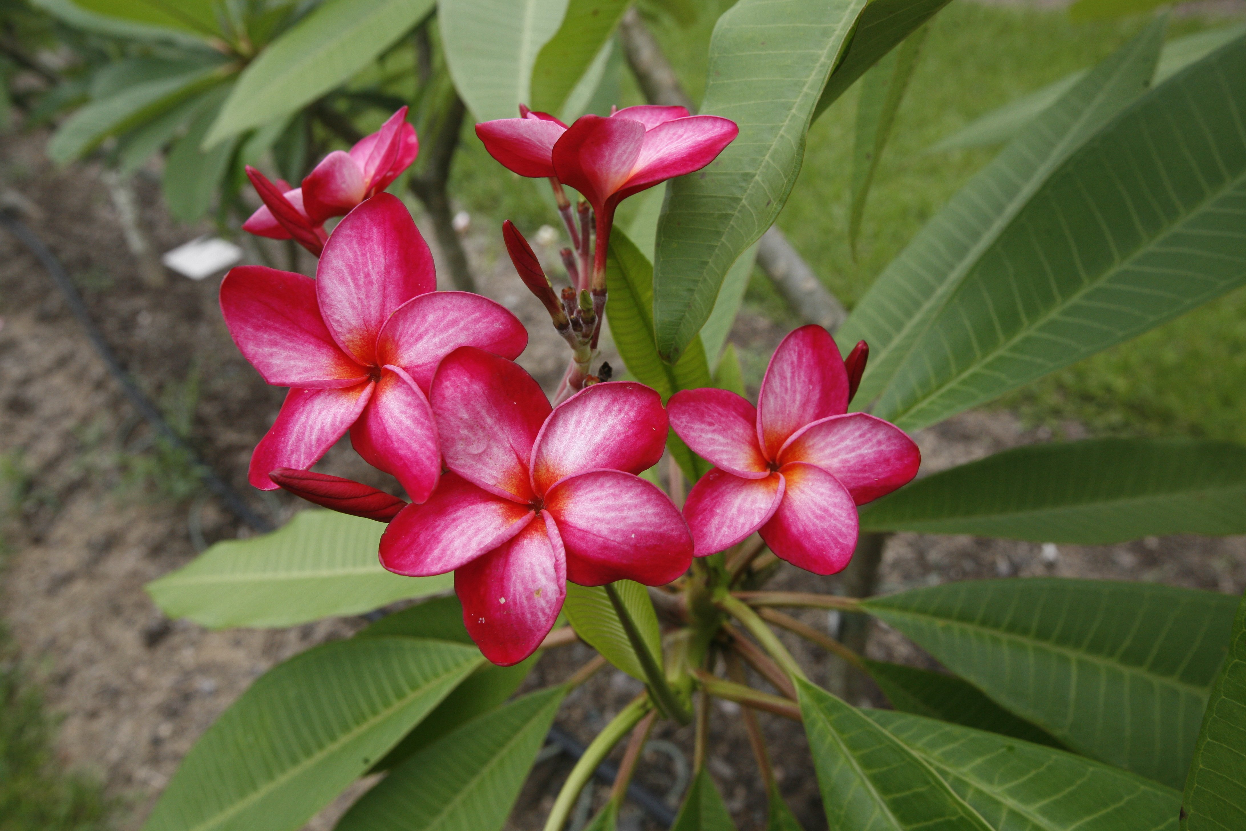 Donna S plumeria photo