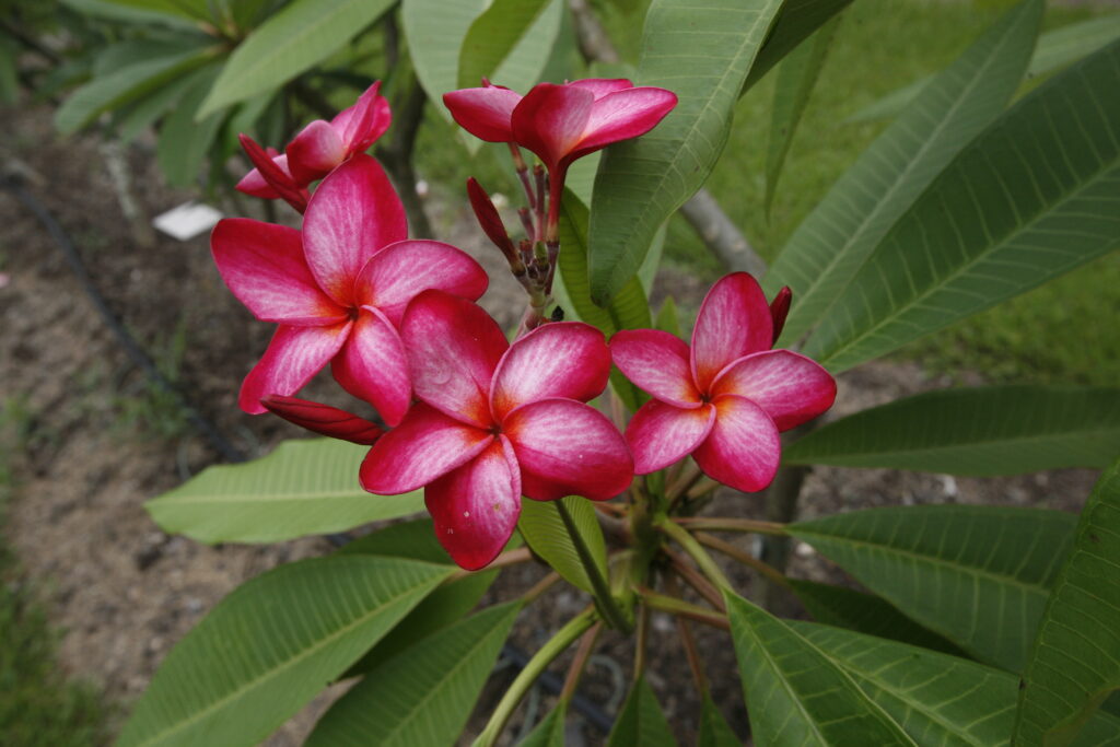 Donna S plumeria photo