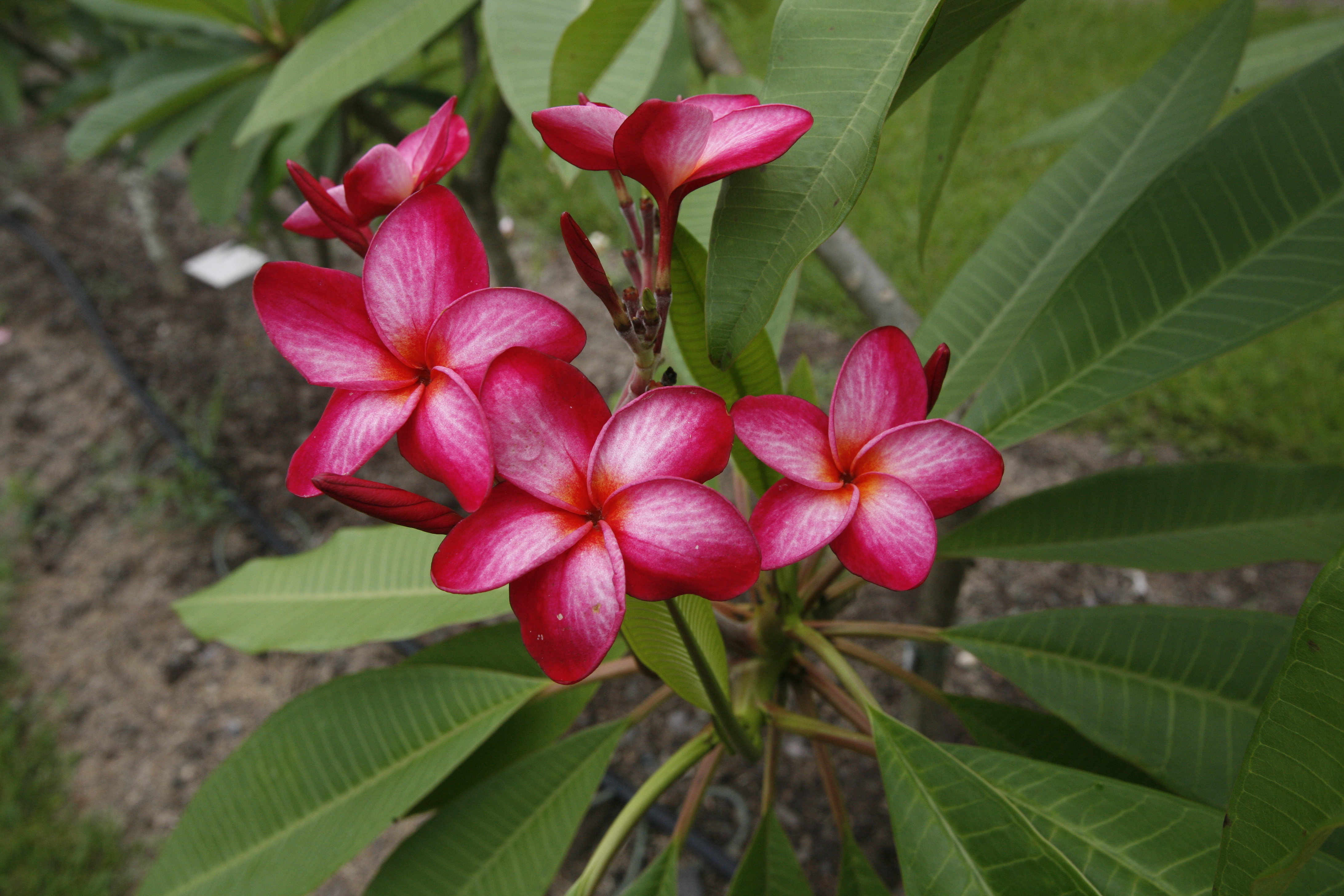 Donna S plumeria photo