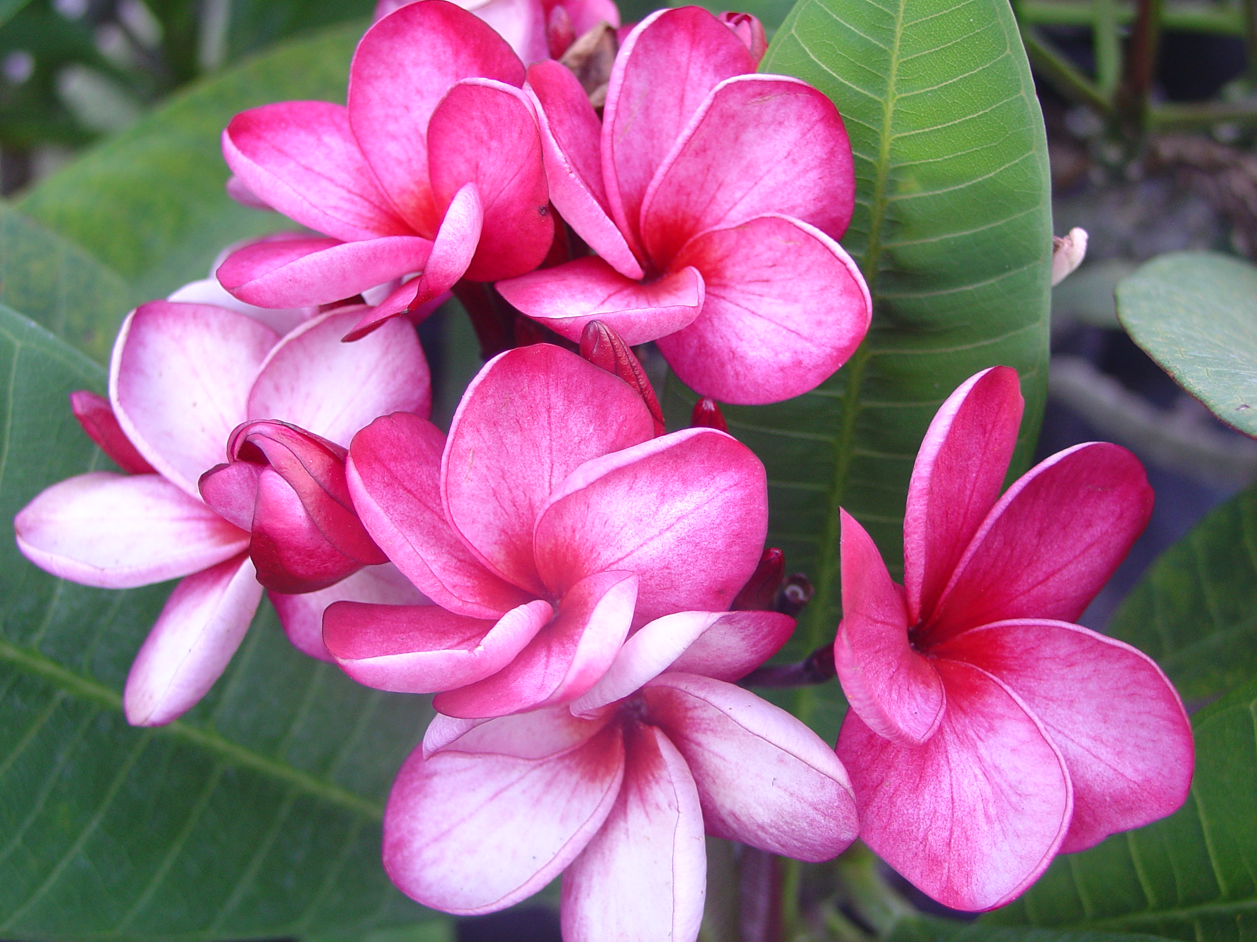 Doris Yvette plumeria photo