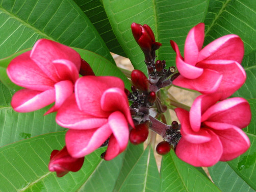 Doris Yvette plumeria photo
