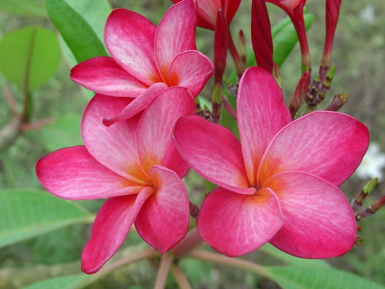 Doris Yvette plumeria photo