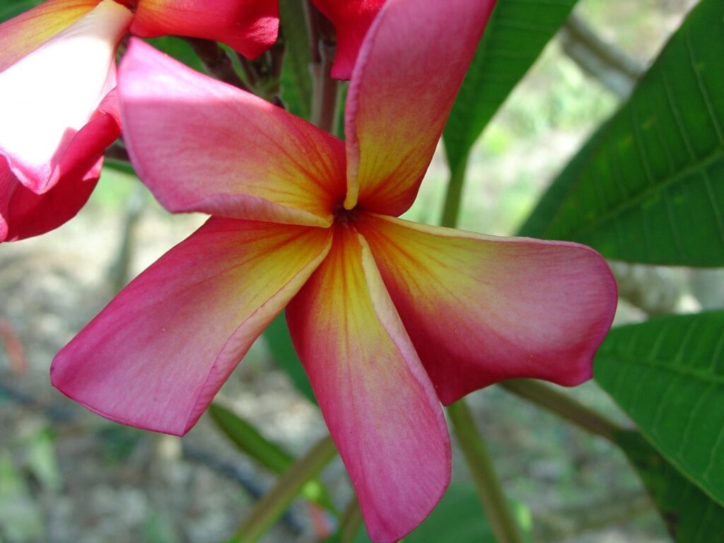 Dorothy Lucille plumeria photo