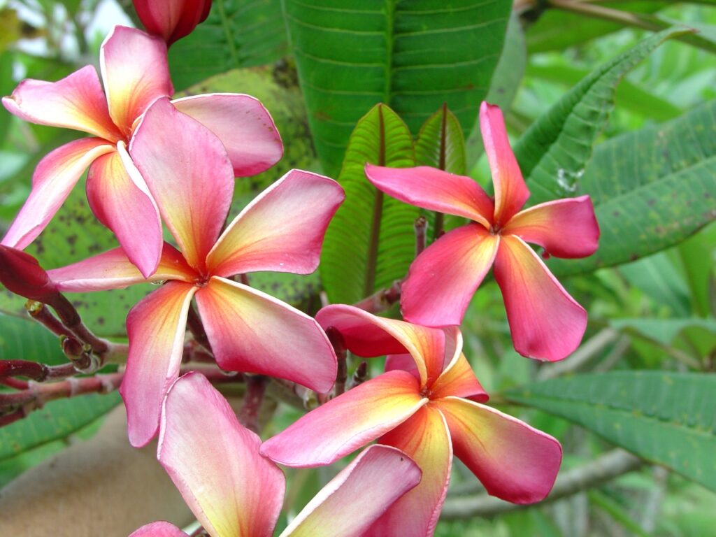 Dorothy Lucille plumeria photo