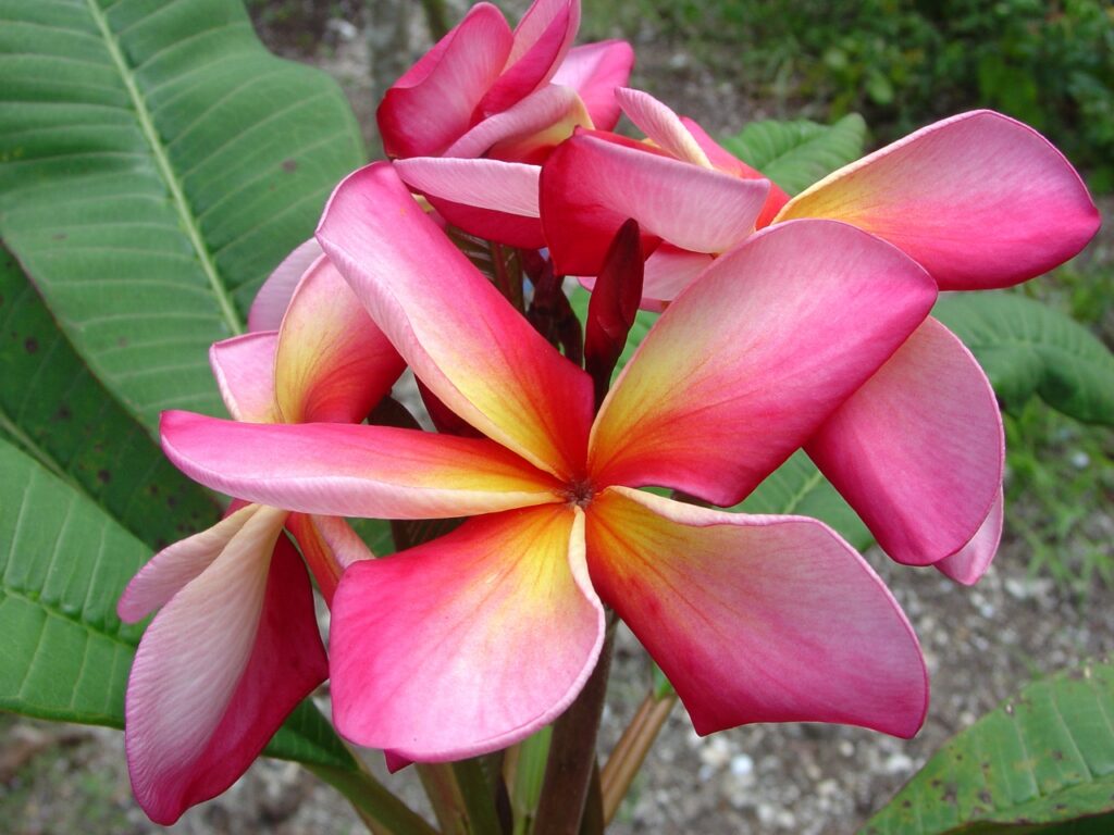 Dorothy Lucille plumeria photo