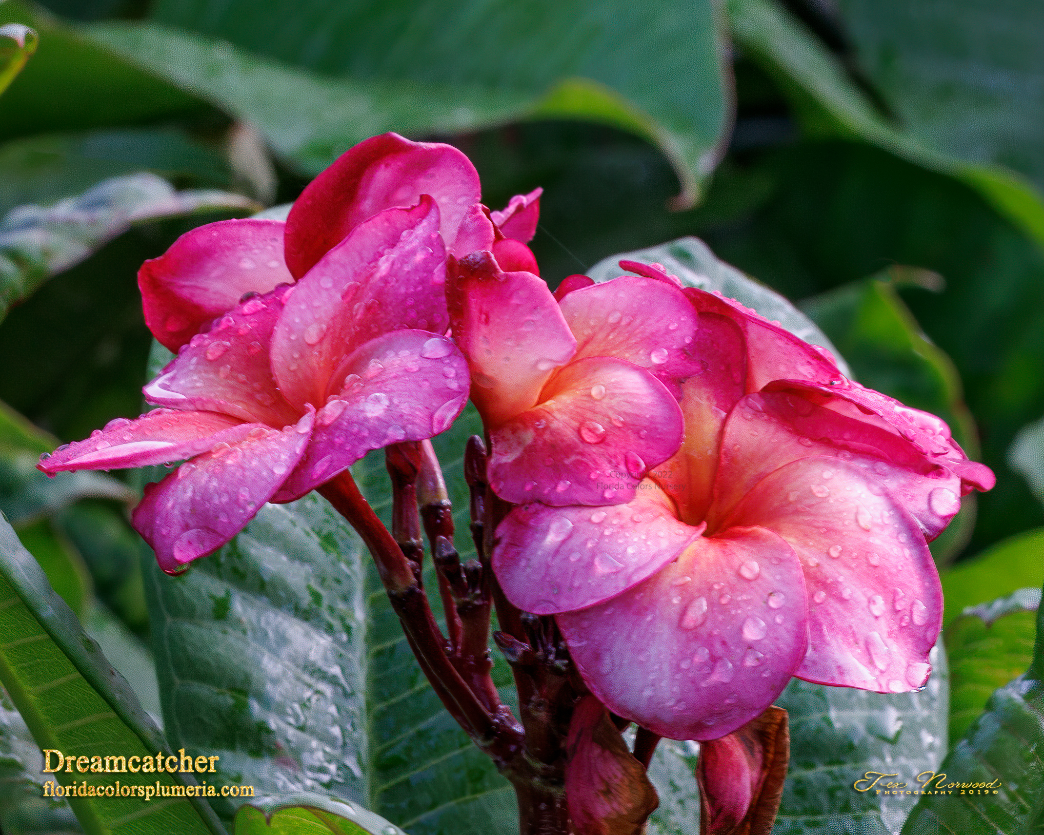 Dreamcatcher plumeria photo