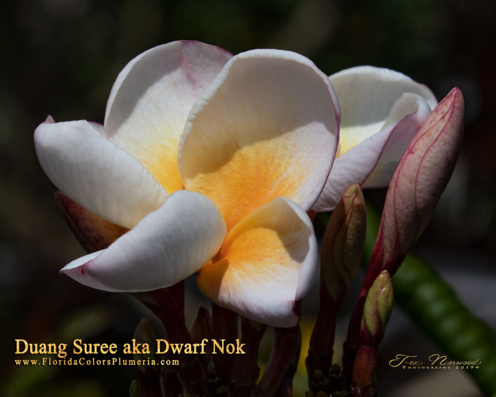 Duang Suree plumeria photo