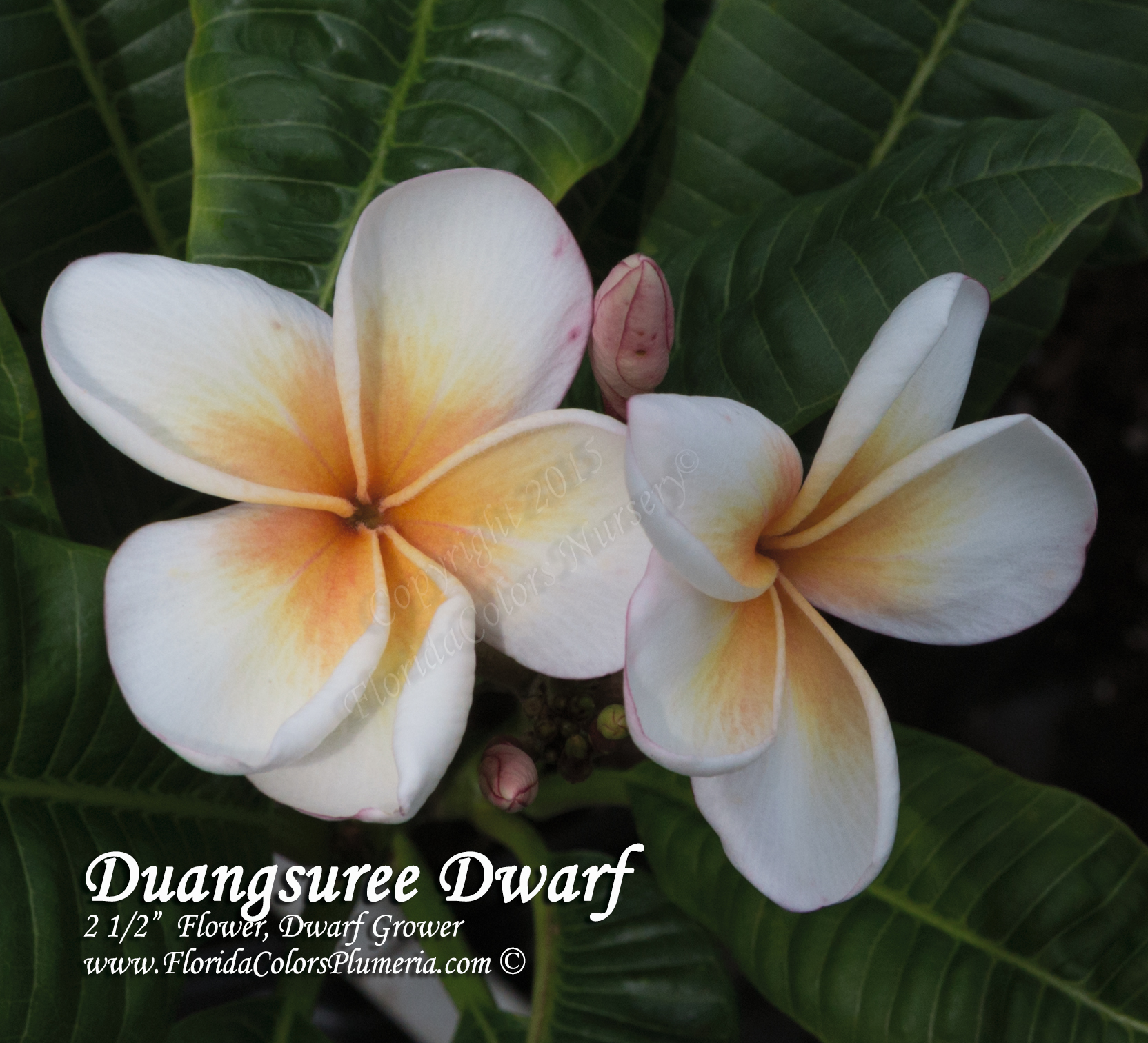 Duang Suree plumeria photo