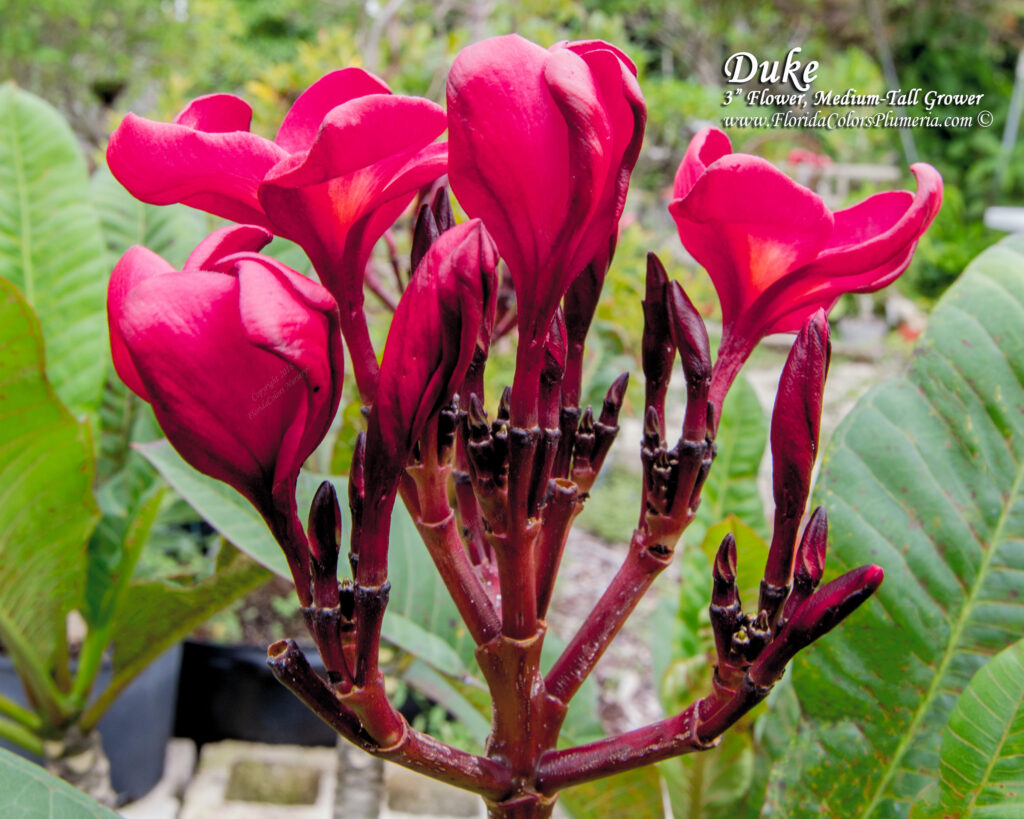 Duke plumeria photo