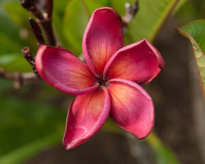 Duke plumeria