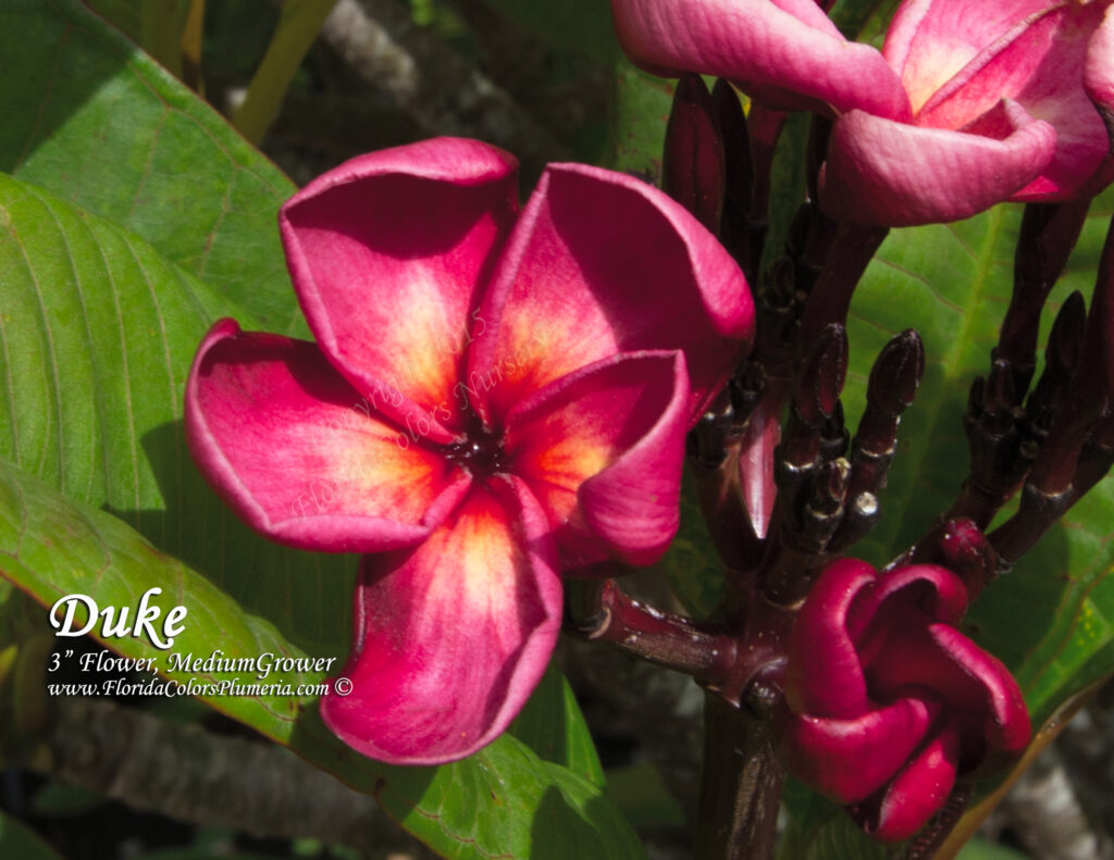 Duke plumeria photo