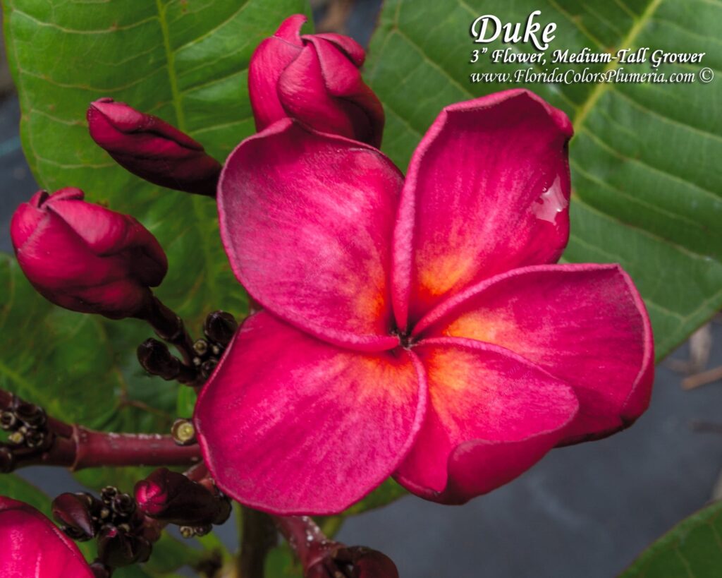 Duke plumeria photo