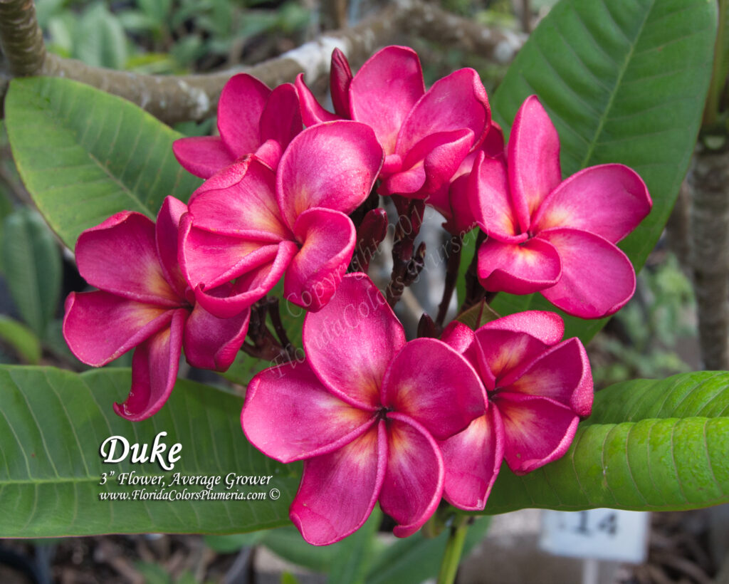 Duke plumeria photo