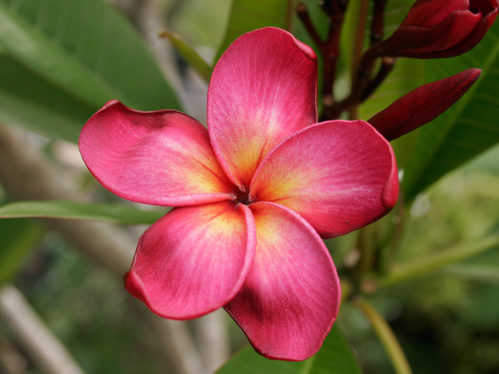 Duke plumeria photo