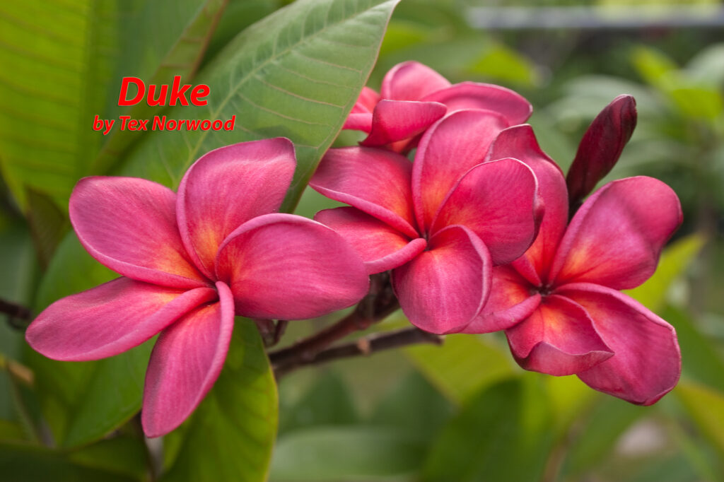 Duke plumeria photo
