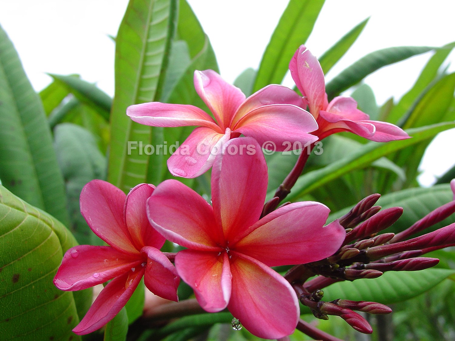 Dunmovin plumeria photo