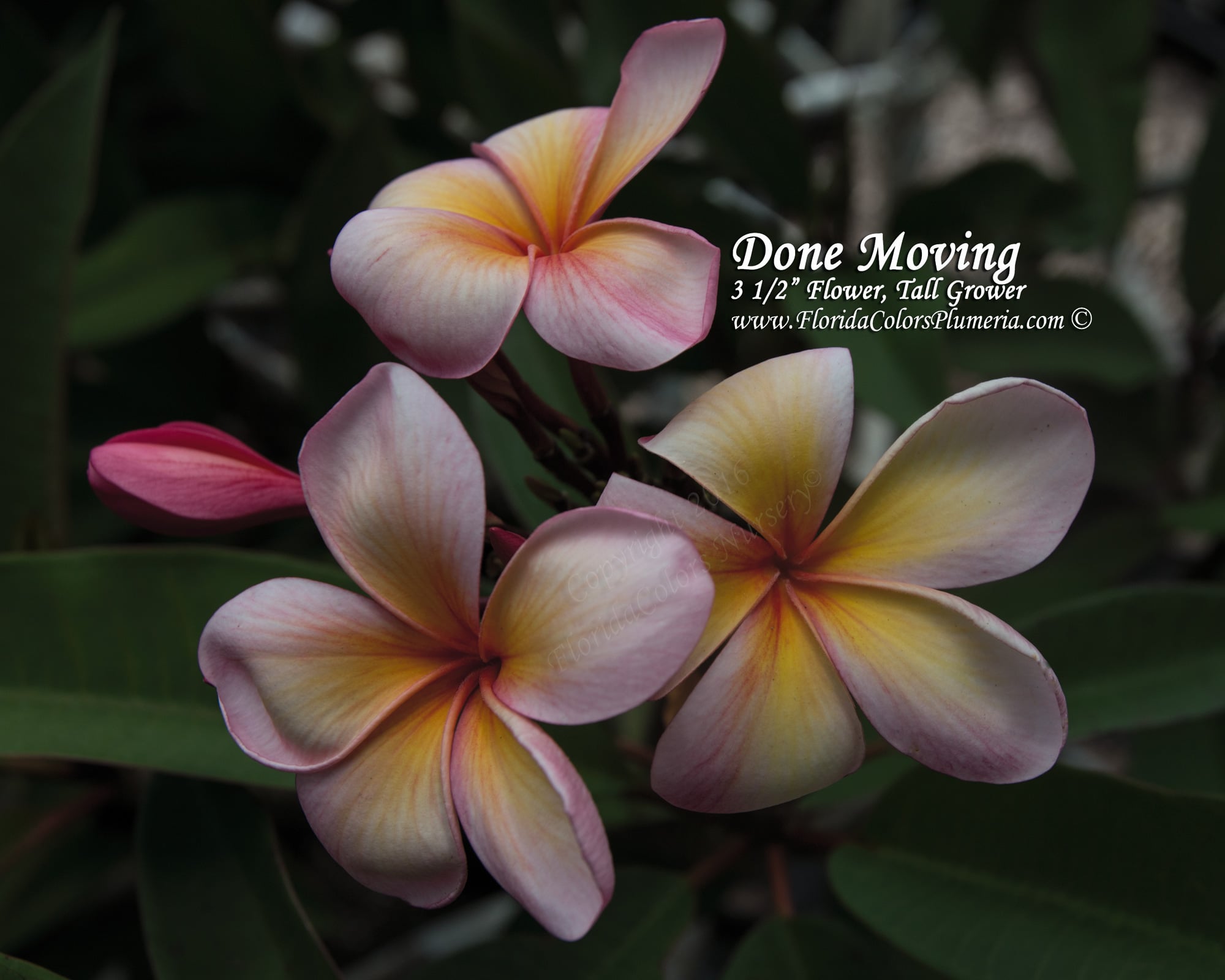 Dunmovin plumeria photo