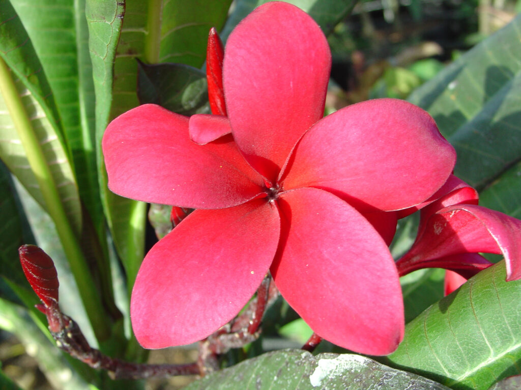Duvauchelle Special plumeria photo