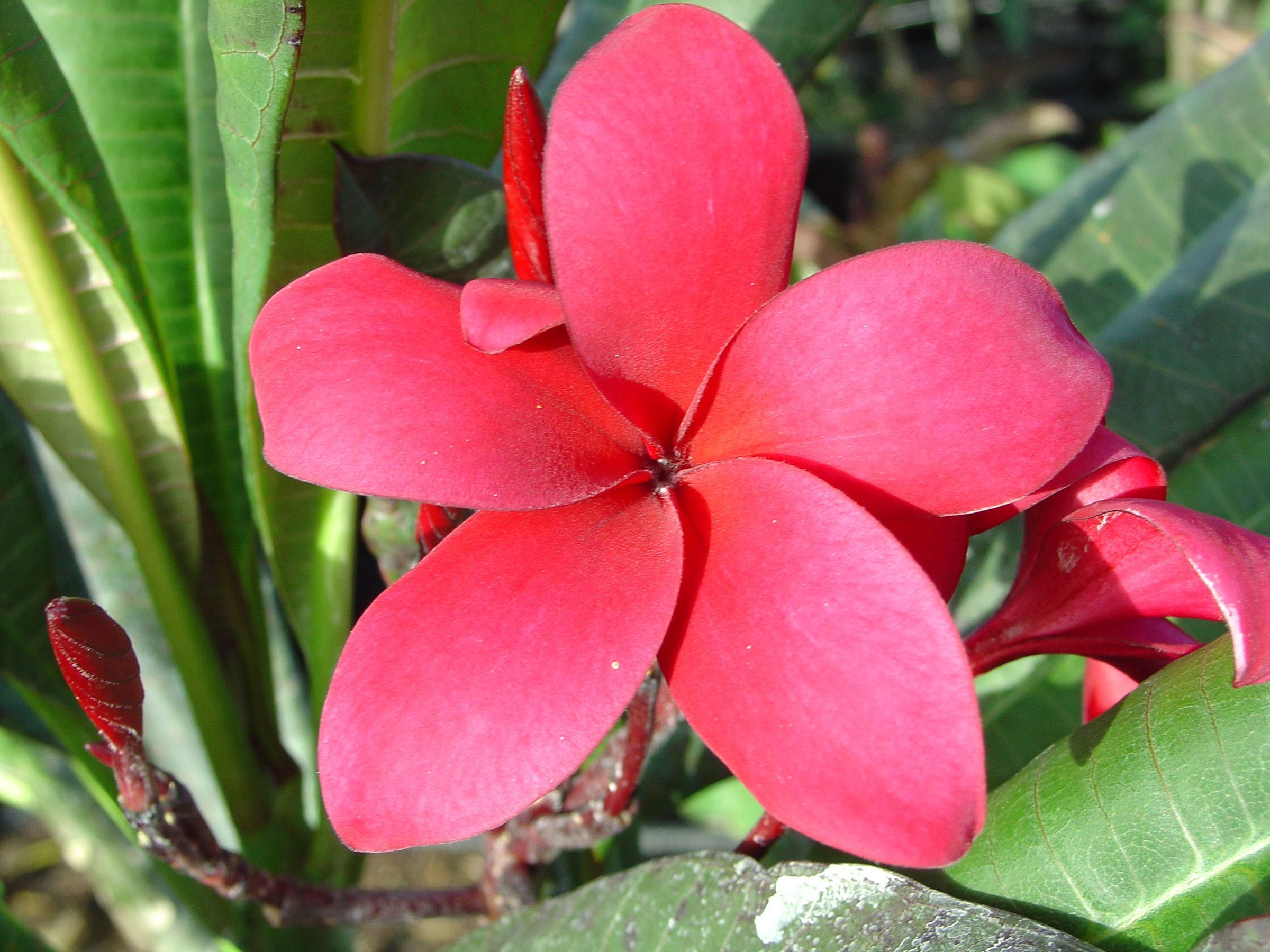 Duvauchelle Special plumeria photo