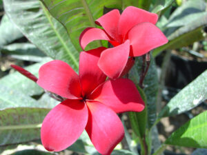 Duvauchelle Special plumeria