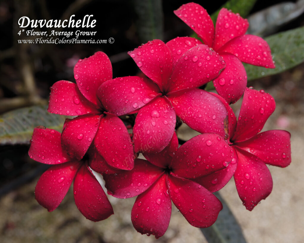 Duvauchelle Special plumeria photo