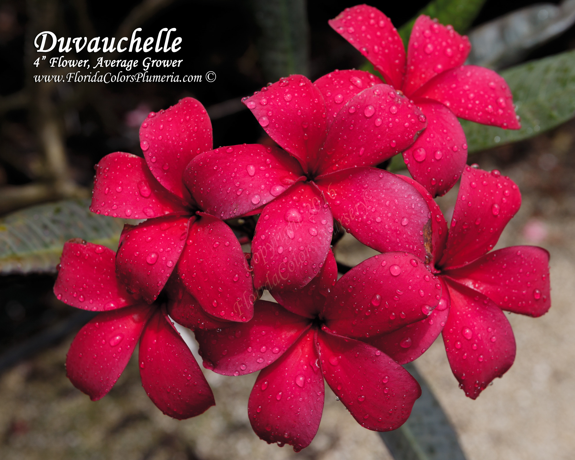 Duvauchelle Special plumeria photo