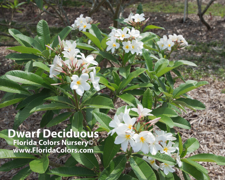 Dwarf Deciduous plumeria photo
