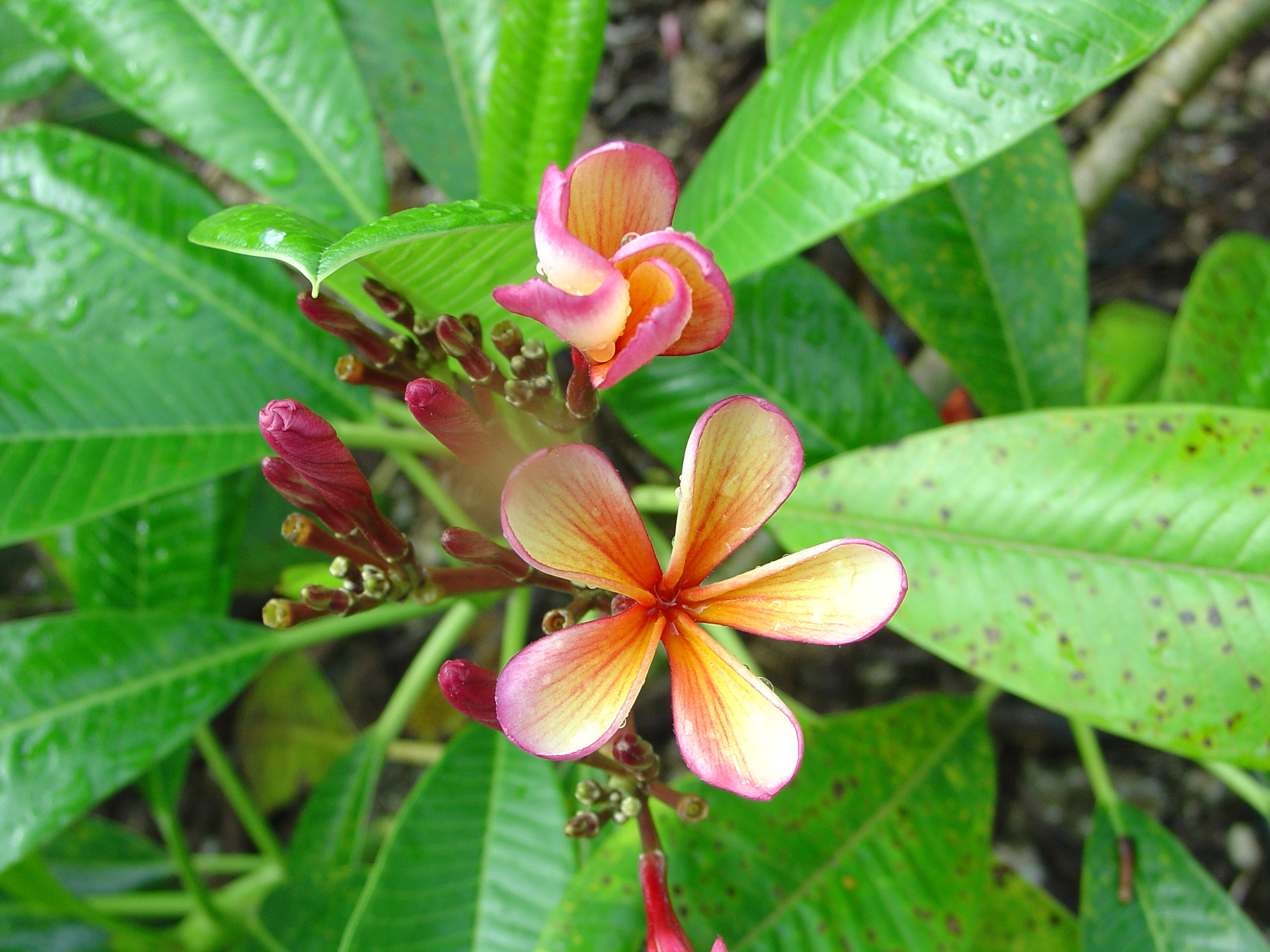 Dwarf Orange plumeria photo